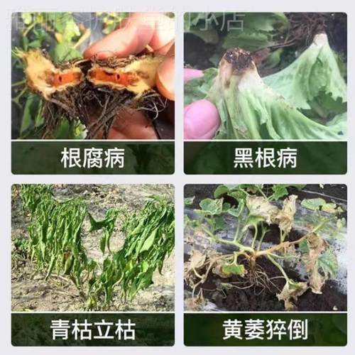极速葱姜蒜专用肥料缓释型通用肥料专用有机肥Q生物菌剂种菜肥厚