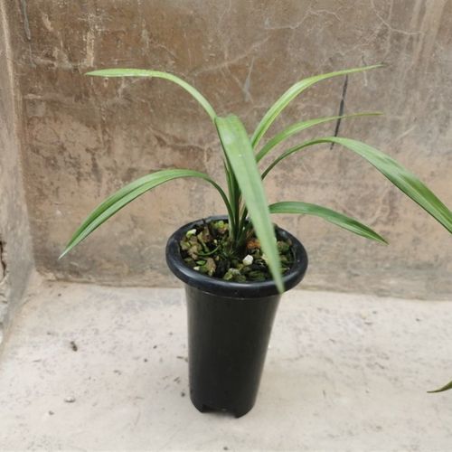 极速兰花建兰 贵r妃醉酒 色花名品 带叶芽