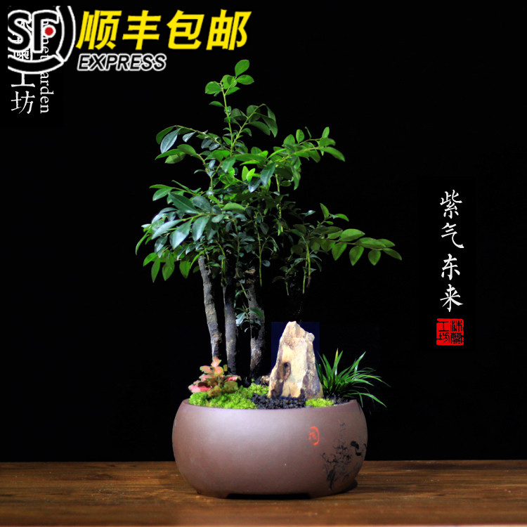 极速小叶紫檀盆景黑骨茶紫砂禅意中式日式山O水室内桌面观叶盆栽