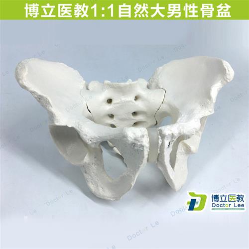 极速成人男性女k性盆骨骨盆助产示教分娩演示模型人体骨骼新品