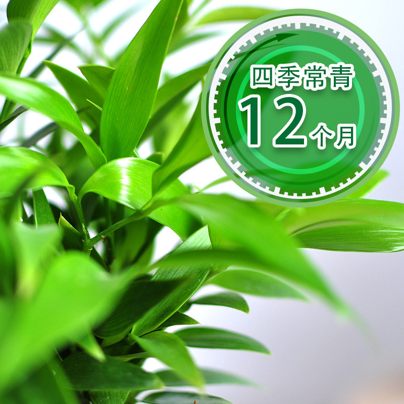 极速竹柏盆栽植物室内桌面v驱蚊虫净化空气好养活耐寒老桩长寿竹