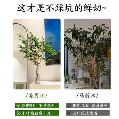 美男树水培植物室内好养秋冬马醉木吊钟鲜切枝高端无土纯水培绿植