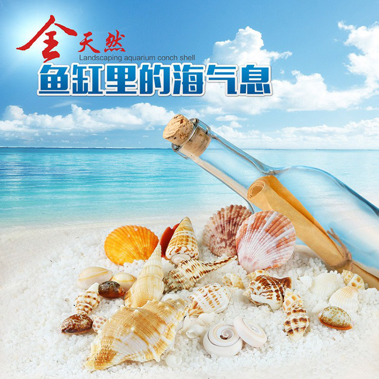 速发真海螺贝摆装饰品石螺海星工艺品壳件珊瑚造景水族箱鱼缸造景