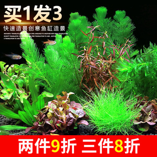 速发鱼缸组水草植物造景套餐真合阴性增氧趴珍矮地珠懒人水榕沉木
