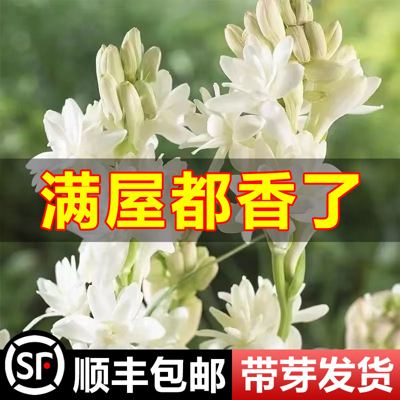 速发重瓣晚香玉种球盆栽夜型香浓香来卉绿百物庭院郁金香植合花苗