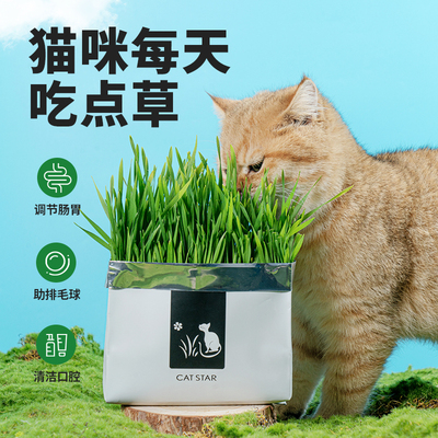 草猫盆栽化猫易种植猫零食猫草