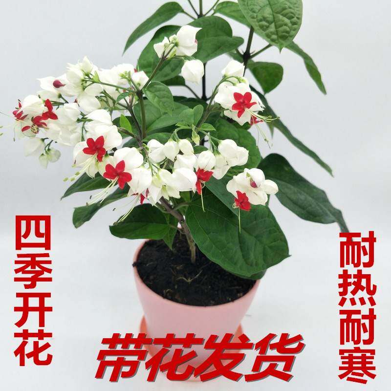 阳台盆栽花卉白花龙吐珠庭院藤本绿植龙吐珠花苗四季开花爬藤植物