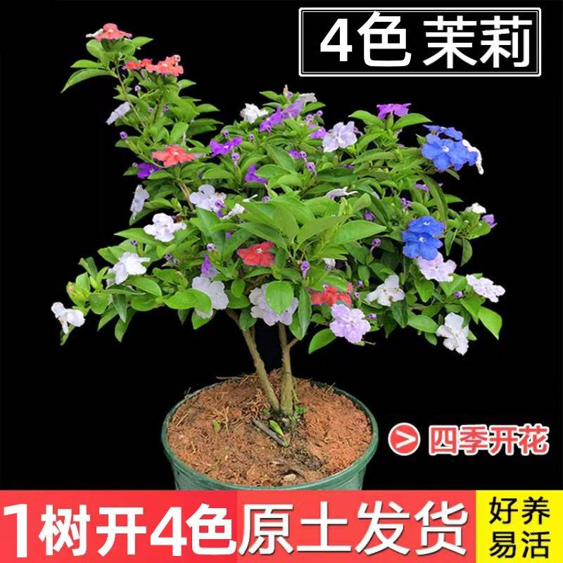 双色茉莉花浓香型茉莉花盆栽