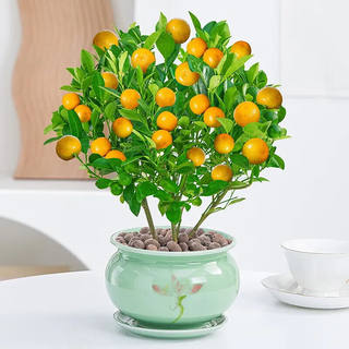 金桔盆栽带青果金桔橘子树客厅室内观果绿植年宵花卉春节摆饰金|