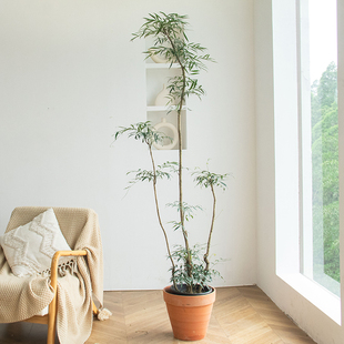 十大功劳绿植室内旺宅禅意茶室造景造型老桩客厅大型植物盆栽细叶