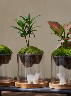 苔藓微景观造景观山杯办公桌绿植创意植物室内盆景书桌摆件罗汉松