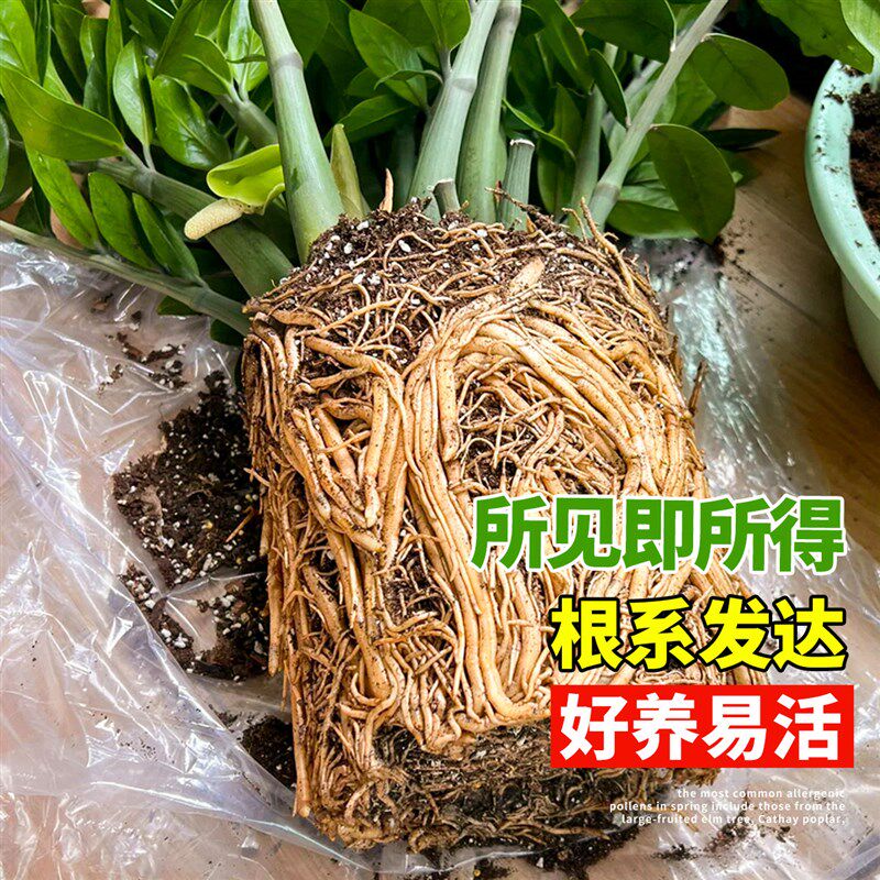 速发金钱树盆栽室内好养绿植花卉办公室客厅大花盆大型摇钱串子招