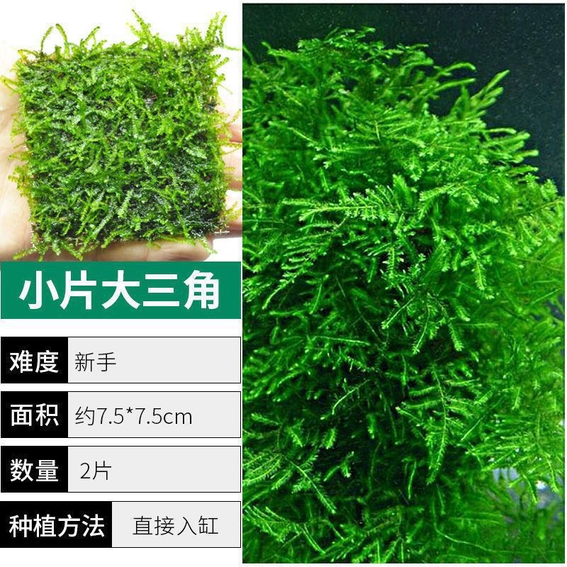 速发莫斯水鱼缸水族造景火焰植物大三角鹿装莫丝沉木散角苔垂泪