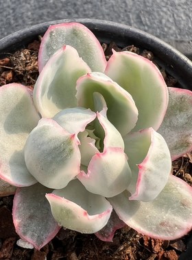 速发伯克利锦 多肉中物 植高端小贵货秀妍锦肉肉盆栽花卉 带褶皱