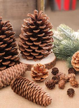 18 to 2cm Natural Pine Cones Christmas Pinecones Fall Hallow