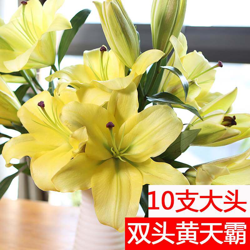 双头黄天霸百合花云南斗南鲜花基地直发昆明花卉市场切大香水花市