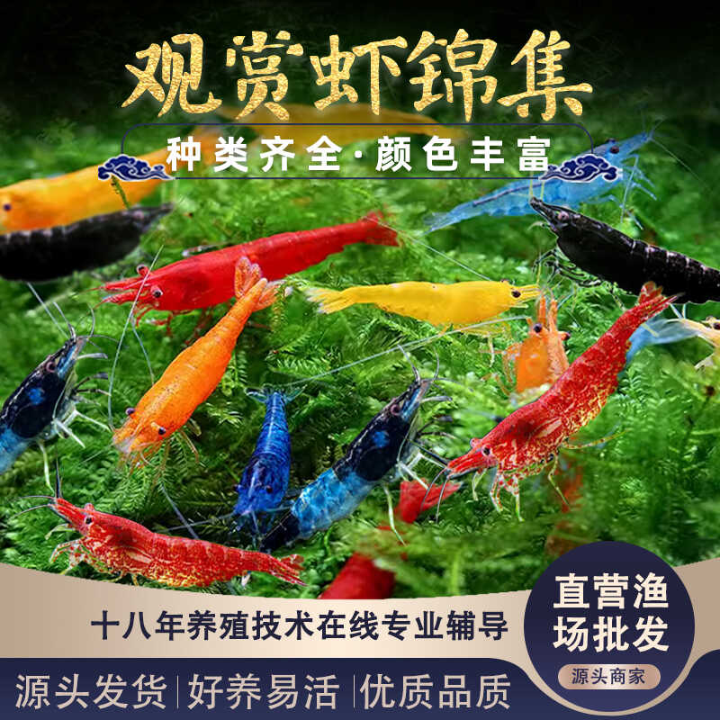 水晶虾米虾黑壳虾改良种清洁工具虾彩色小虾极火虾樱花虾红琉璃