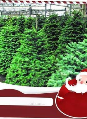 Real Christmas tree 1.5/2/2.5m potted Norwegian spruce pine