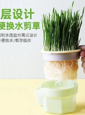Grass Cultivation Cup with Soilless Cultivation