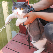 新品 家用项圈栓猫带绳 猫咪牵引绳防挣脱专r用溜猫绳遛猫绳背心式