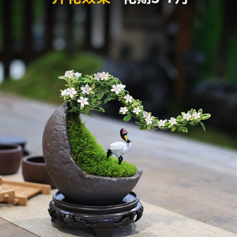 极速六月雪盆景悬崖造型植物办公桌面造型K摆件茶室阳台绿植花卉