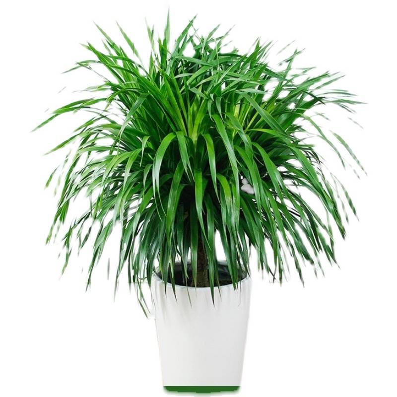 极速龙须树大型绿植盆栽多头龙血树龙铁树发财树室内X客厅花卉植