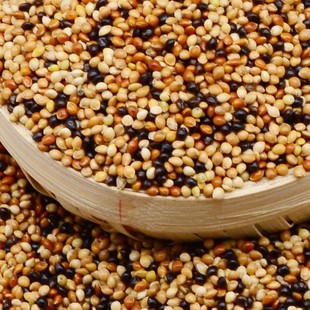 极速叫声斑鸠麻雀乌食毛色鸟饲料专用鹦鹉L攀爬免运费粮食鸽子虎