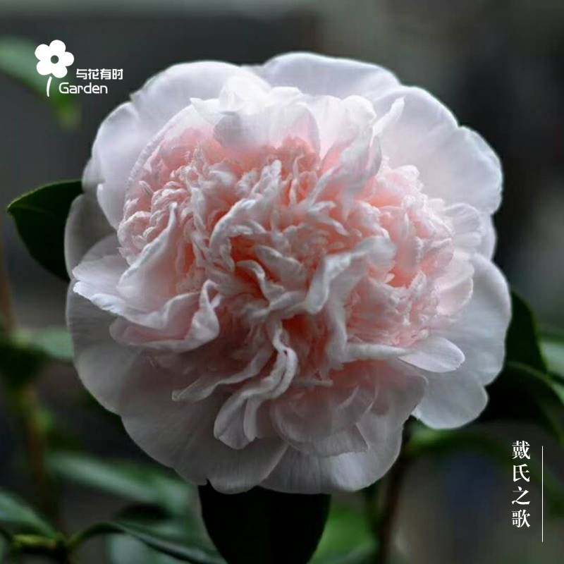 极速戴氏之歌茶花稀有品s种盆栽小苗四季常绿水晶粉白拖桂阳台庭