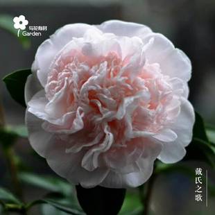 极速戴氏之歌茶花稀有品s种盆栽小苗四季常绿水晶粉白拖桂阳台庭