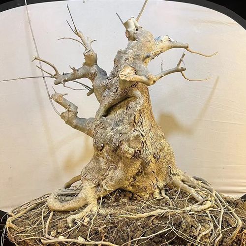 极速促对节白蜡粗骨架年功老N桩盆景造型绿植新