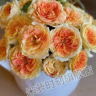 极速焦糖古董月季花苗大r花多季盆栽阳台玫瑰切花庭院花卉勤花灌