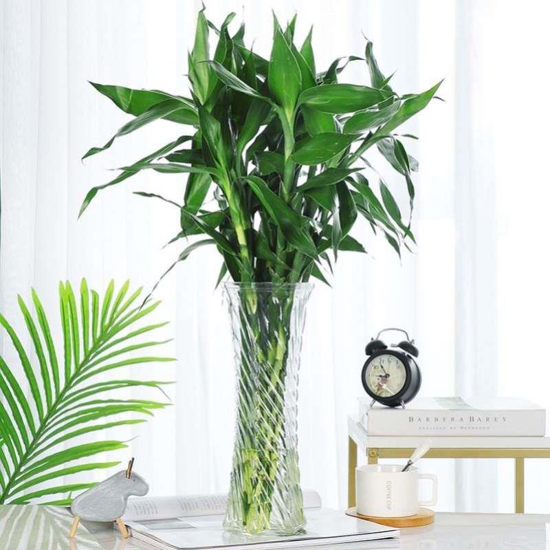 极速l百合花富贵竹专用花瓶透明玻璃大口径插花瓶摆Y件家用客厅轻