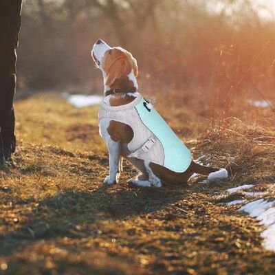 极速Cooling Dog Vest Summer Pet CDooler Vest For Camping Hik
