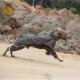 金毛防脏 宠物雨披四脚A防水衣服大型犬中型犬 新品 狗狗雨衣新款