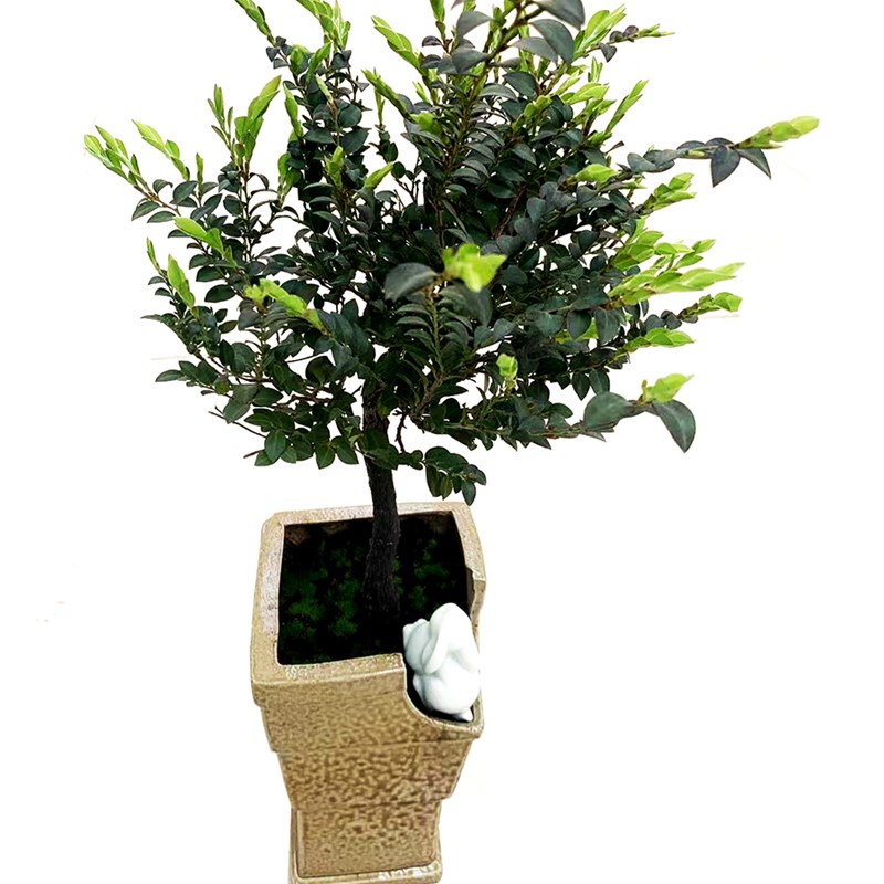 极速新小叶紫檀真树名贵树u老桩室内办公净化空气吸甲醛木本精品