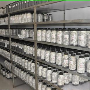 极速平菇姬菇秀珍菇食用菌种原种蘑菇生产生M料熟料种栽培种母种