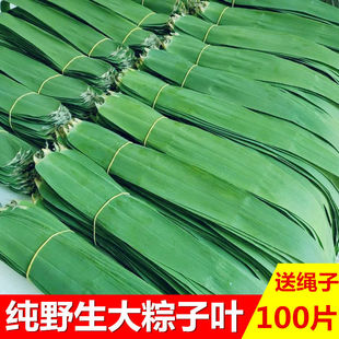 粽子叶新鲜大号纯野生芦苇叶农家粽子叶包粽子叶粽叶粽粑叶耐用