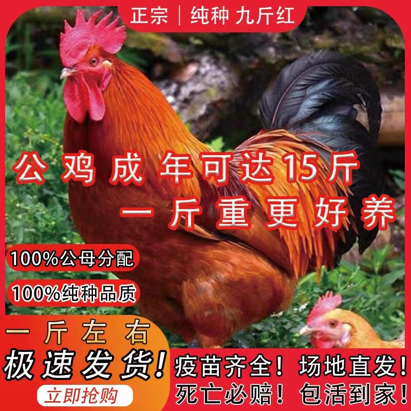 一斤九斤红小鸡活苗红玉阉k9鸡苗活苗巨型红公鸡活体脱温鸡苗