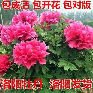 正宗洛阳牡丹花苗四季 室内外庭院绿植物盆栽重瓣花卉多年大苗 包邮