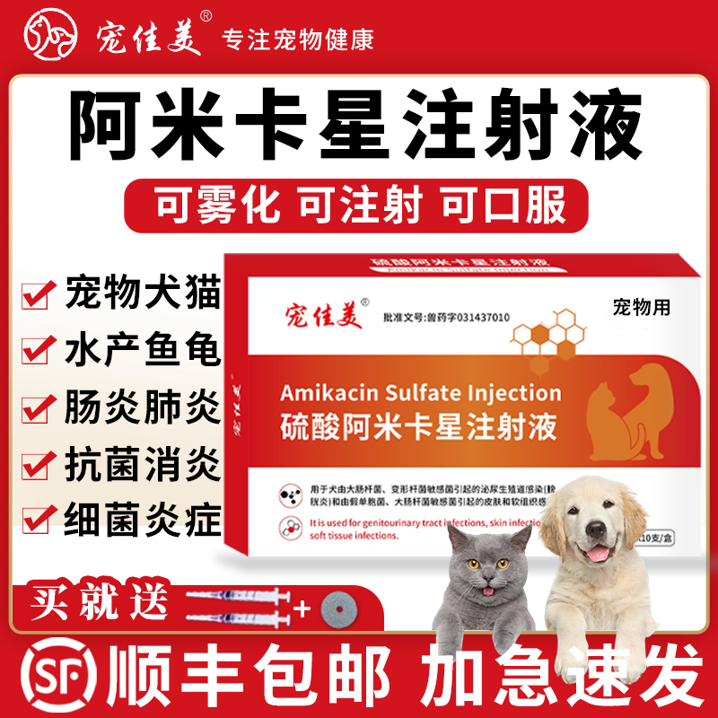阿米卡星针犬猫咪雾化