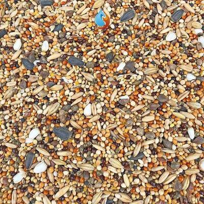 The new bird bird seed pearl birds eat the food of eyebrow