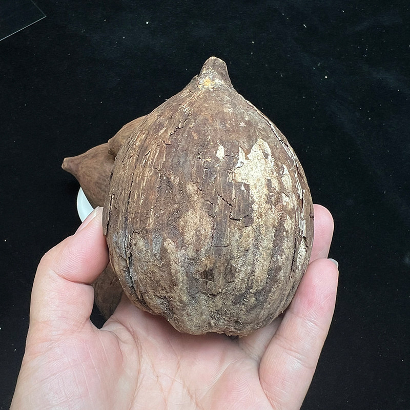 现货速发精品库克菩提原料原材料原籽散珠一手货源手串项链108文