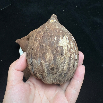 现货速发精品库克菩提原料原材料原籽散珠一手货源手串项链108文