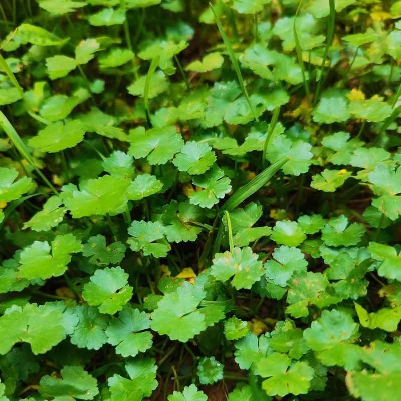 速发天胡荽苗铺地锦苗土地锦苗破铜钱肺风草步地锦茶台摆件精带盆