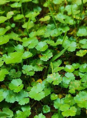 速发天胡荽苗铺地锦苗土地锦苗破铜钱肺风草步地锦茶台摆件精带盆
