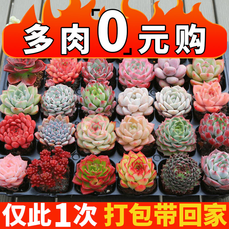 速发多肉植物大颗好养实惠组室合植套餐绿内外花卉小盆栽含盆土可
