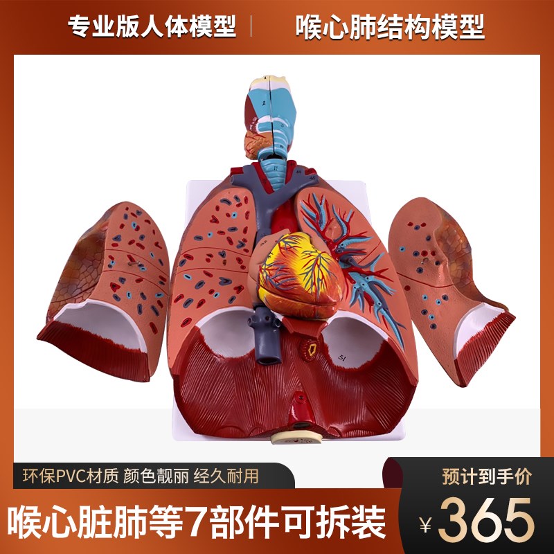 速发剖心肺结构解喉教学模型医院学校用教学教具心脏喉咙肺