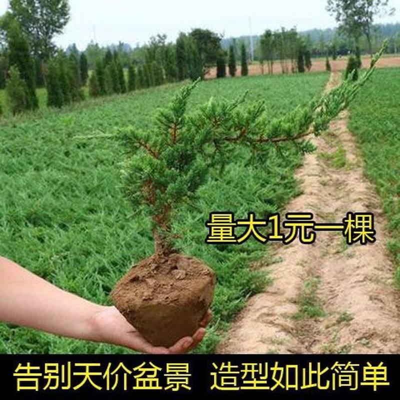 迎客松盆景真树苗耐寒旱耐热植物北方室外绿植四季青假山造景玄关