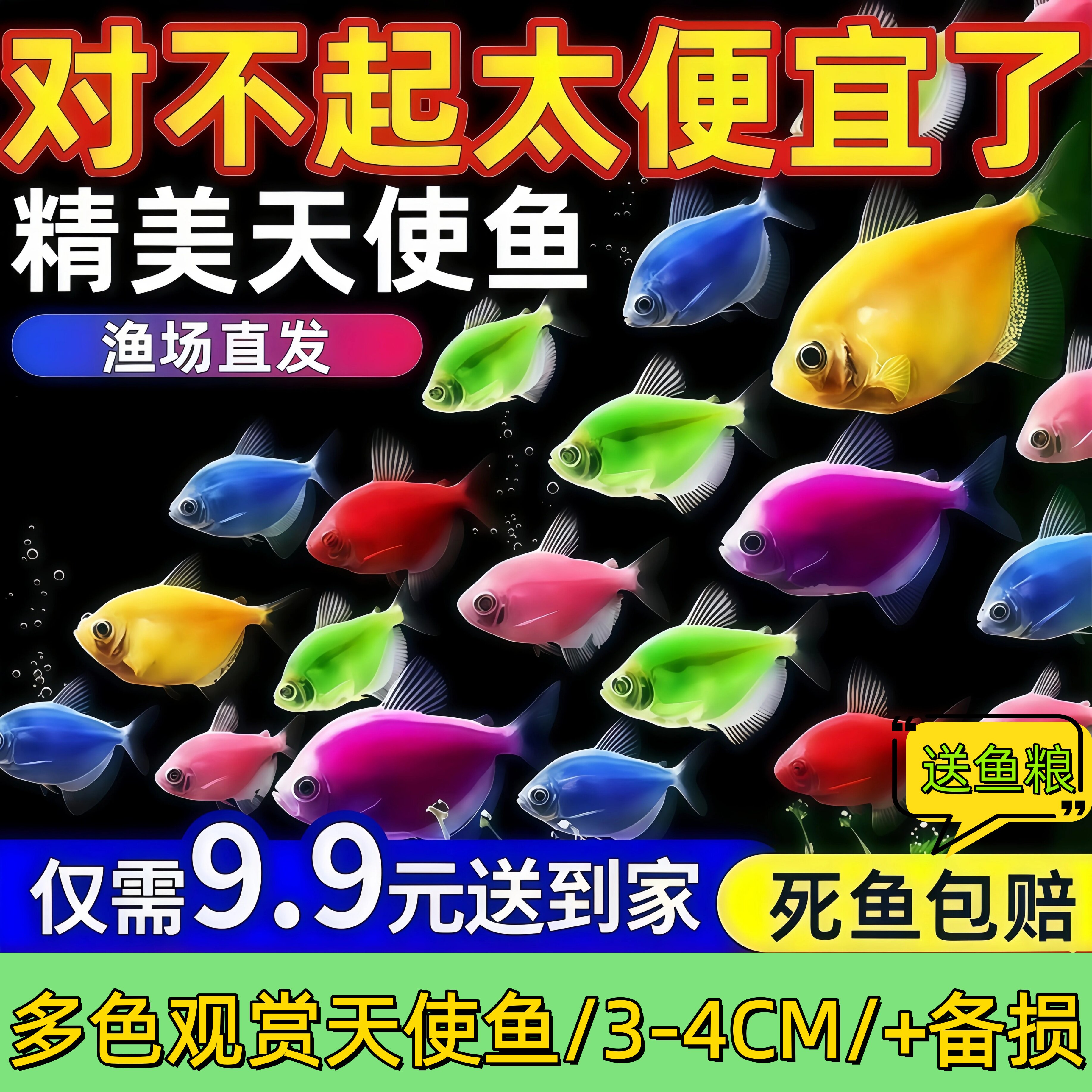 糖果12色观赏天使鱼七彩大号鱼苗