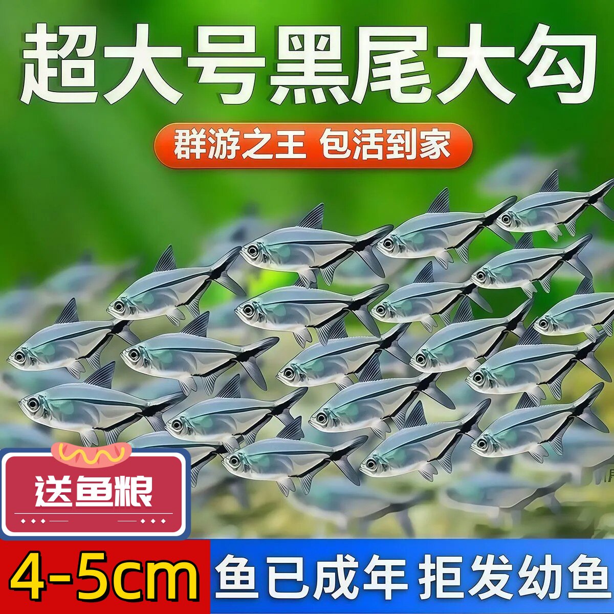 黑尾大勾鱼热带观赏鱼群游小型鱼